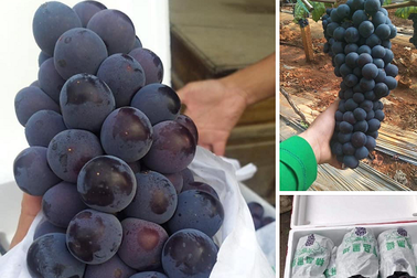 Nho không hạt bán tràn lan, dân buôn hoa quả "vạch mặt" sự thật bất ngờ