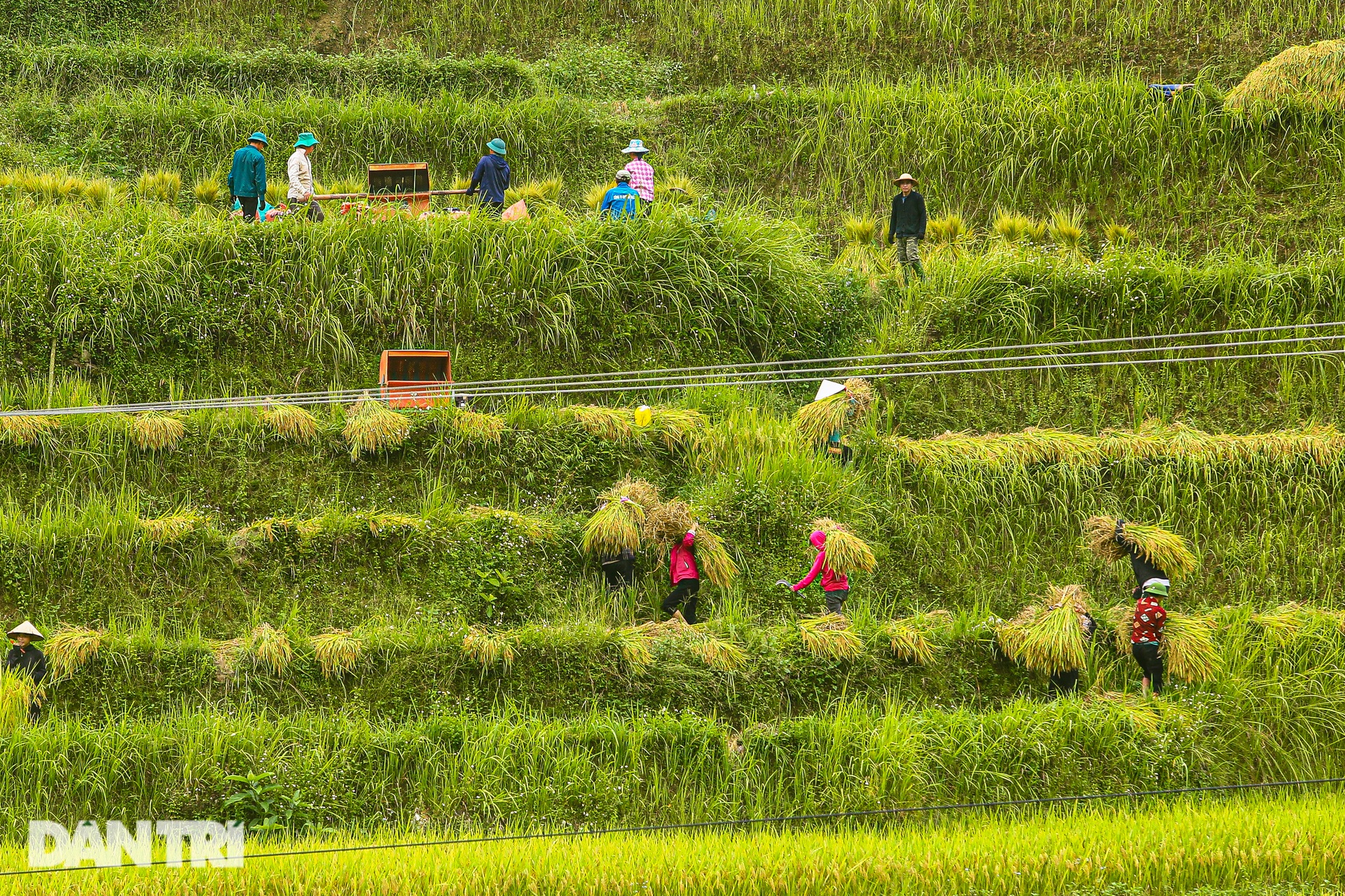 Ngắm mùa vàng bình yên ở Hoàng Su Phì, không lo tắc đường, chen chúc - 9 Ngắm mùa vàng bình yên ở Hoàng Su Phì, không lo tắc đường, chen chúc - 9
