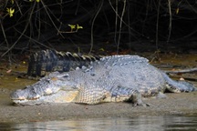 Thiên thạch làm khủng long tuyệt chủng, vì sao cá sấu vẫn sống khỏe?