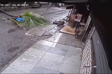 Cây đổ đè chết người đi đường ở Ấn Độ