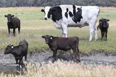 Cận cảnh “siêu bò” khổng lồ cao 1,94m, nặng 1,4 tấn