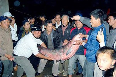 Ông lão 80 tuổi câu được cá trắm 41kg