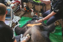 Người dân tự nguyện giao nộp hai cá thể gấu ngựa để bảo tồn