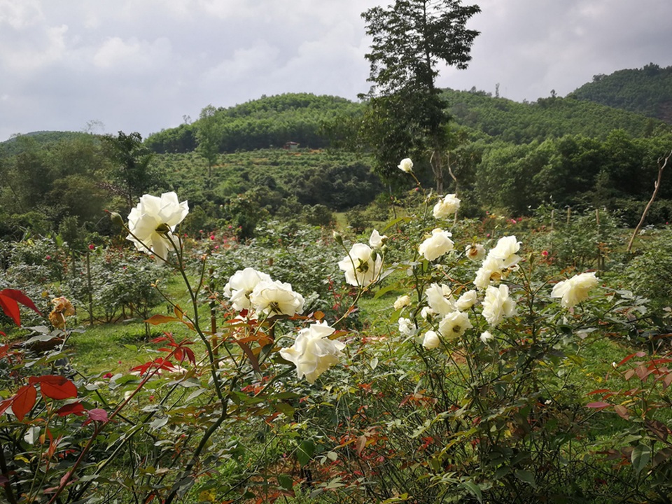 Chủ trại hồng tiếc nuối vì dịch corona ngăn khách đến ngắm mùa hoa đẹp nhất - 2 Chủ trại hồng tiếc nuối vì dịch corona ngăn khách đến ngắm mùa hoa đẹp nhất - 2