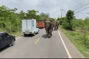 Cuộc chiến khốc liệt giữa 2 chú voi để giành quyền "gần gũi" con cái