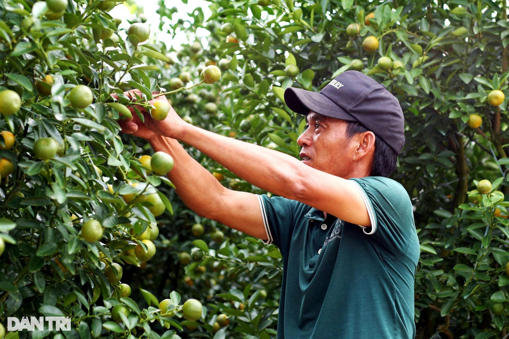 Quất cảnh tăng giá, chưa đến Tết đã cháy hàng - 3 Quất cảnh tăng giá, chưa đến Tết đã cháy hàng - 3