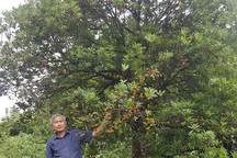 Phát hiện quần thể gần 40 cây thanh mai cổ thụ trong rừng Si Ma Cai