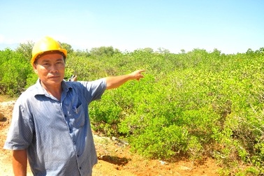 Phục hồi rừng ngập mặn, chim cá tìm về sinh sống, làm tổ