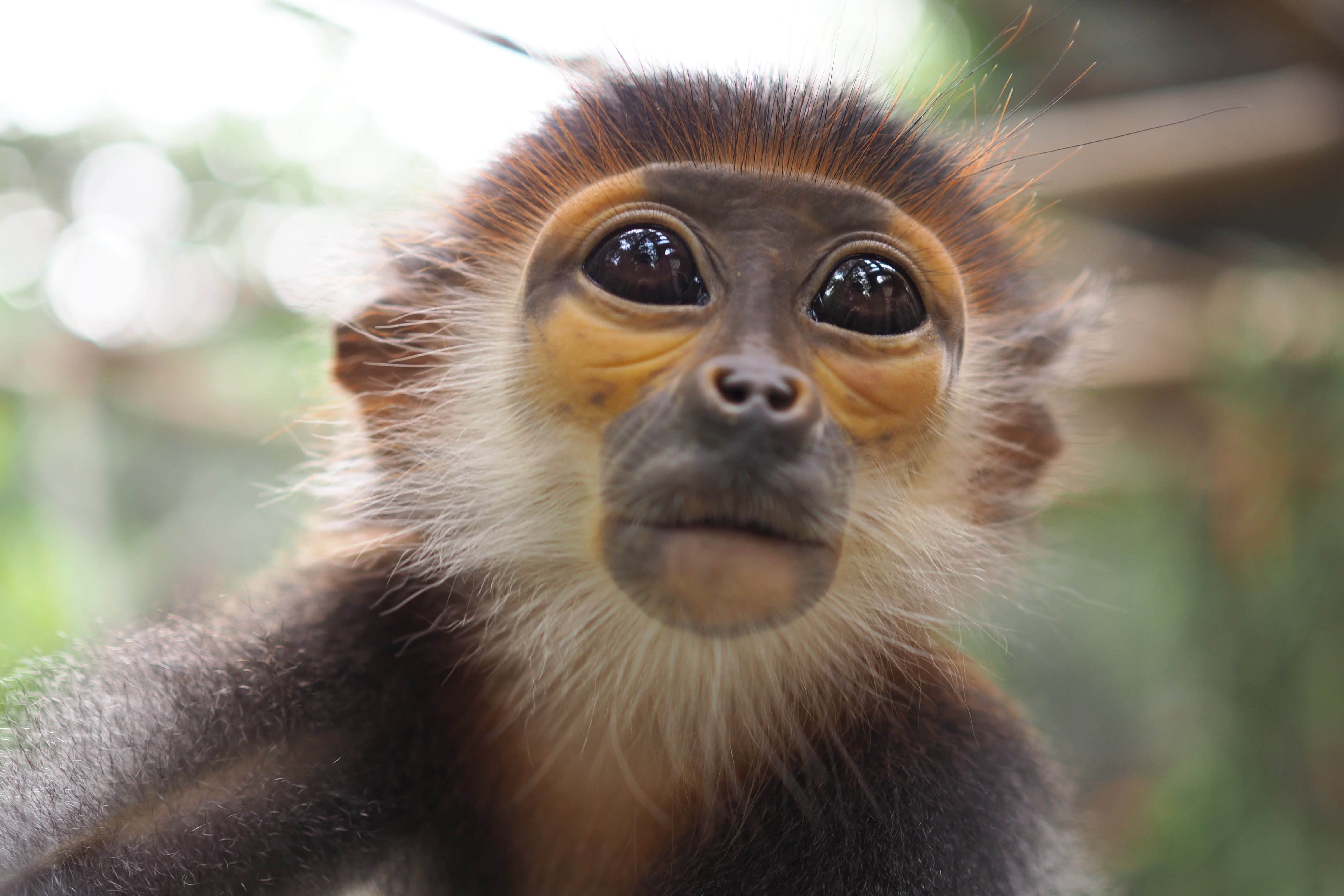 Ratu Primat di pusat menyelamat terbesar di Vietnam - 5 Nữ hoàng linh trưởng trong trung tâm cứu hộ lớn nhất Việt Nam - 5