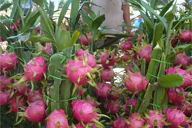 Kiểng thanh long và dưa hấu vàng “hút” khách