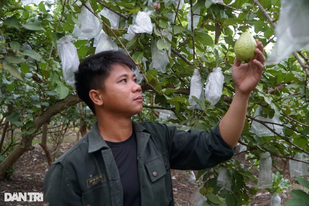 Chàng trai rời thủ đô về quê làm nông, mỗi năm thu hơn nửa tỷ đồng - 2