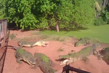 Tưởng nhầm miếng thịt, cá sấu bẻ chân "hàng xóm", rồi thản nhiên nuốt gọn