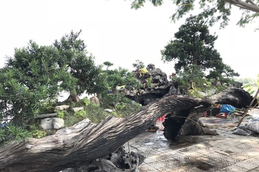 Thuyền vạn niên tùng siêu "khủng", hàng trưng bày chứ không bán