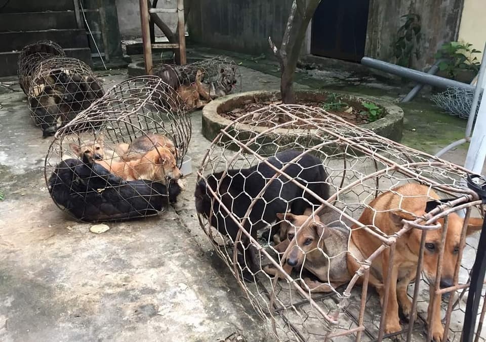 Đội quân trộm chó liên tỉnh sa lưới - 3 Đội quân trộm chó liên tỉnh sa lưới - 3