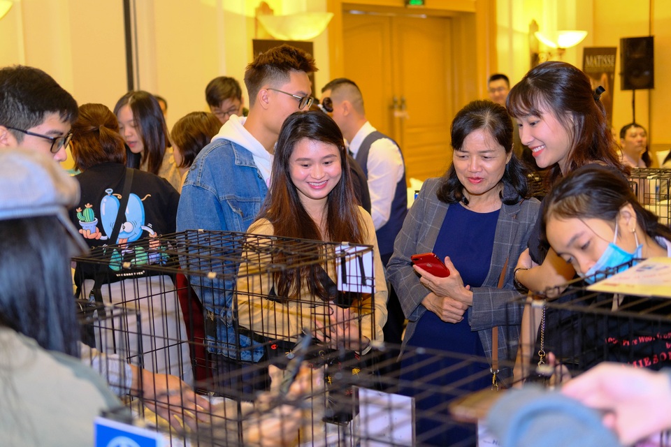 Cuộc “đọ sắc” đặc biệt của những chú mèo quý lần đầu tổ chức ở Hà Nội - 1 Cuộc “đọ sắc” đặc biệt của những chú mèo quý lần đầu tổ chức ở Hà Nội - 1