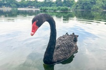 Hà Nội: Lý do đàn thiên nga 12 con ở hồ Thiền Quang chỉ còn lại 5 con