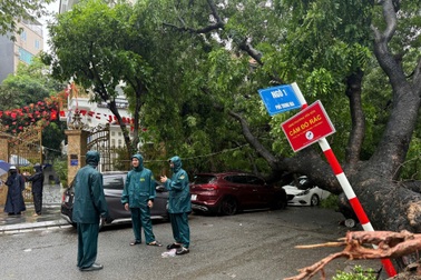 Cây cổ thụ bật gốc đổ đè trúng 2 ô tô trên phố Hà Nội