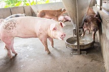 Chất cấm trong chăn nuôi: Biến nhận thức thành hành động!