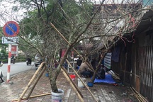 "Đào rừng có vài cái hoa mà chặt cả cây về chơi Tết rất lãng phí"