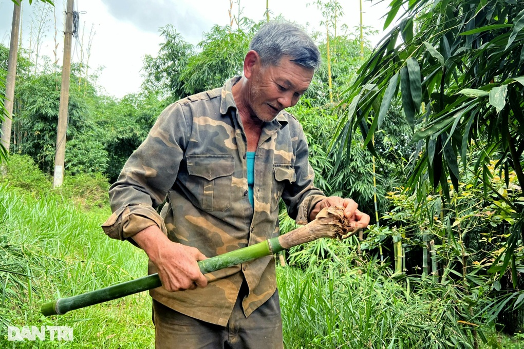 Trồng thứ cây trăm đốt, lão nông cao nguyên hốt bạc tỷ mỗi tháng - 5 Trồng thứ cây trăm đốt, lão nông cao nguyên hốt bạc tỷ mỗi tháng - 5