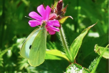 "Vai trò bí mật" của bướm đêm