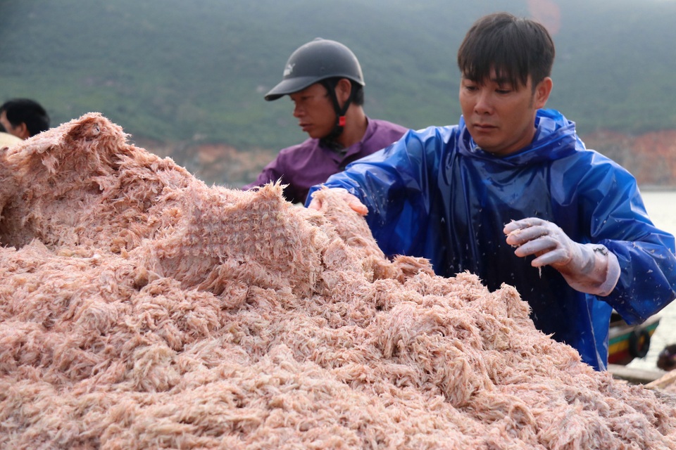 Trúng luồng ruốc, ngư dân kiếm triệu mỗi ngày - 3 Trúng luồng ruốc, ngư dân kiếm triệu mỗi ngày - 3