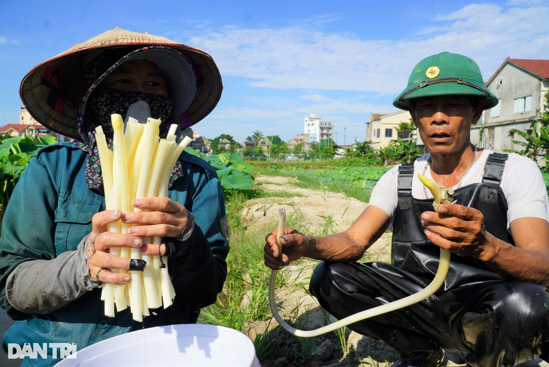 Đặc sản màu trắng sữa, sờ mát lạnh giúp bác nông dân có thu nhập cao - 9