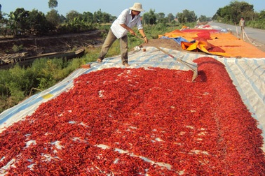 Thương lái Trung Quốc lừa người trồng ớt