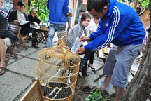 Giá châu chấu tươi đắt hơn... tôm hùm