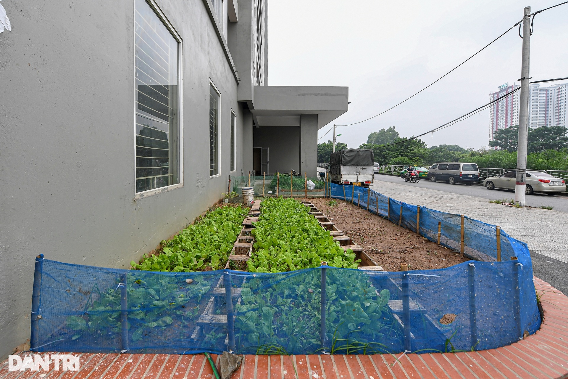 Khu tái định cư trăm tỷ: Nơi để cỏ mọc, chỗ nuôi gà ở Hà Nội - 10