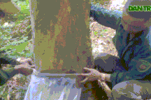 "Tuyệt chiêu" dùng màn bắt dế rừng kiếm tiền triệu mỗi ngày