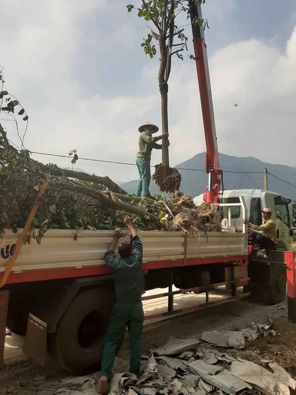 Hàng cây hoa ban tiền tỉ vô chủ: Sắp lộ diện người trồng? - 3 Hàng cây hoa ban tiền tỉ vô chủ: Sắp lộ diện người trồng? - 3