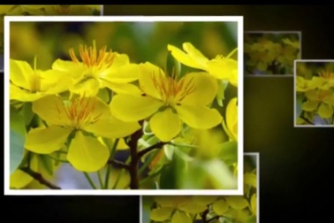 Phạm Hương, Trương Ngọc Ánh, Chi Pu... cùng các sao Việt chúc Tết độc giả