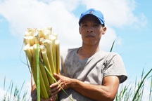 Cà Mau: Người dân kiếm nửa triệu/ngày với đặc sản bồn bồn sau Tết