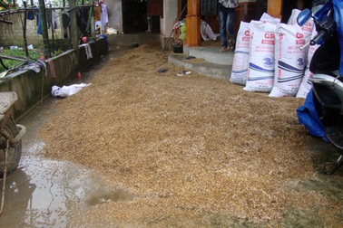 Thời tiết xấu, hàng ngàn tấn lúa thành thức ăn... gia súc