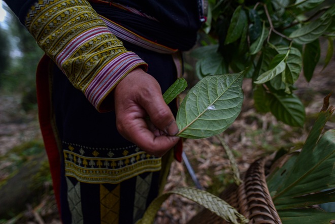 Băng rừng theo người Dao đỏ Sapa đi hái lá thuốc tắm thần dược - 19 Băng rừng theo người Dao đỏ Sapa đi hái lá thuốc tắm thần dược - 19