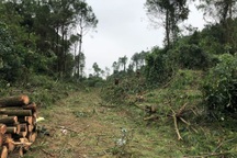 Khởi tố nhóm đối tượng đốn hàng trăm cây thông rừng phòng hộ
