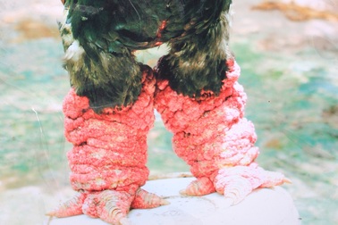 Choáng với cặp chân gà Đông Tảo giá gần một cây vàng biếu Tết