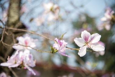 Hoa ban trắng trời, gọi mời lễ hội