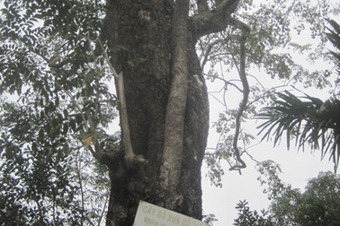 Vụ bán "cụ" sưa 26 tỷ đồng: Mỗi người dân được chia 10 triệu