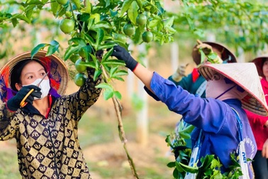 Điện Biên đặt mục tiêu giảm tỷ lệ hộ nghèo còn 18,9%