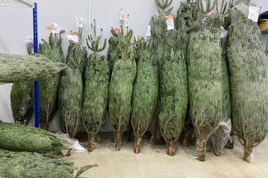 Thông Noel đi máy bay về Việt Nam giá chục triệu đồng/cây vẫn "hút" khách