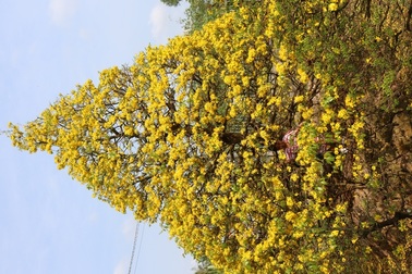 Chiêm ngưỡng những gốc mai vàng tiền tỷ bung sắc đón xuân