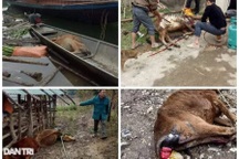 Dân nghèo xót xa vào rừng gom nhặt xác trâu bò chết rét