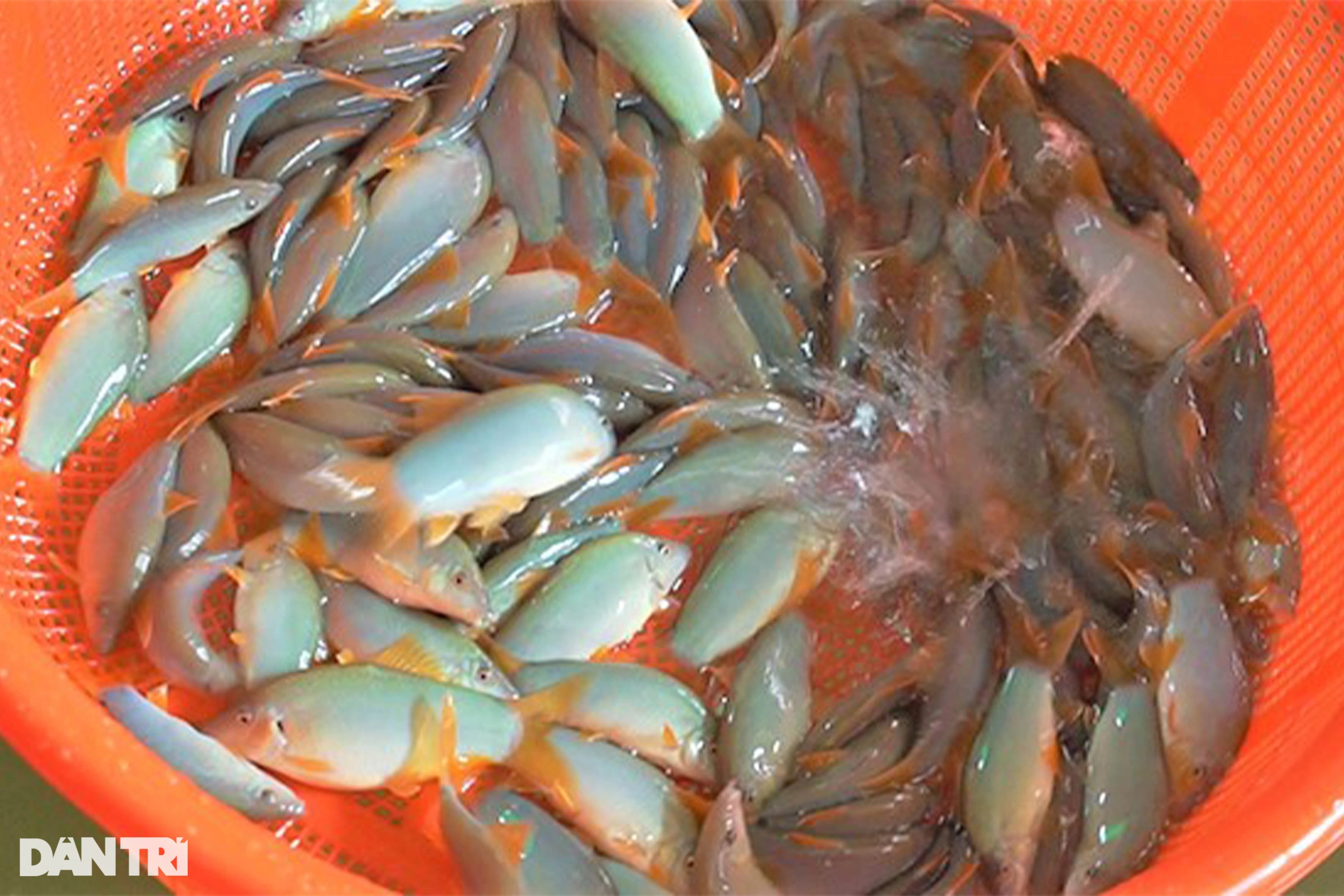 Lãi cao, sống khỏe nhờ nuôi loại cá heo chỉ nhỏ bằng 3 ngón tay - 2 Lãi cao, sống khỏe nhờ nuôi loại cá heo chỉ nhỏ bằng 3 ngón tay - 2