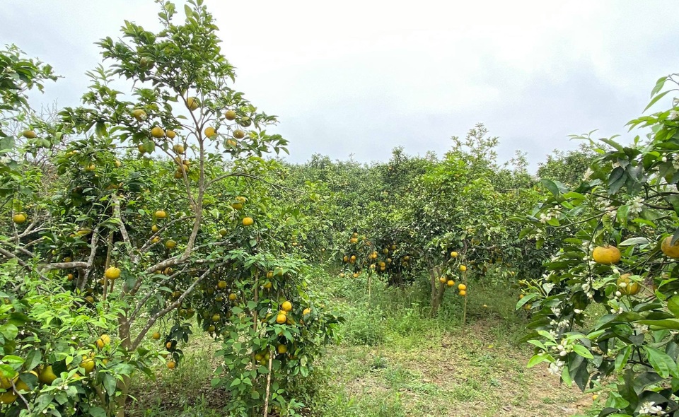 Nước mắt người trồng quýt ở vùng đất đỏ bazan - 5 Nước mắt người trồng quýt ở vùng đất đỏ bazan - 5