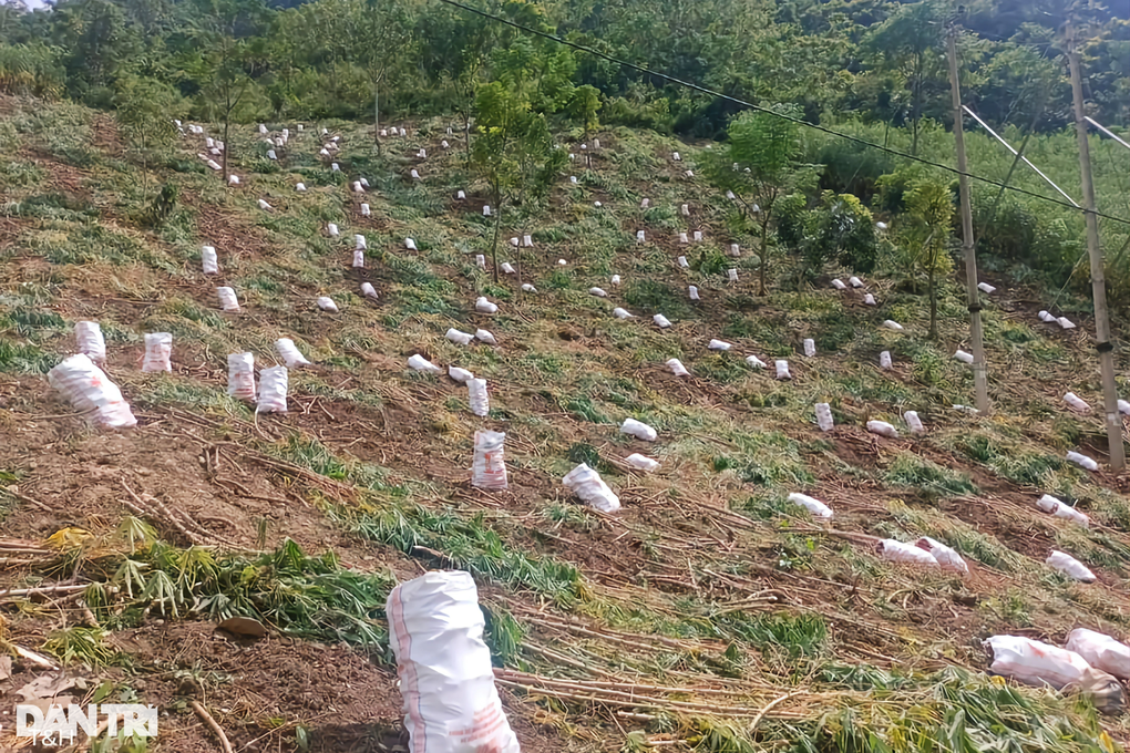 The tree that once evoked poverty now helps people earn hundreds of billions of dong - 2