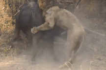 Trận chiến kinh hoàng, sư tử bị trâu rừng húc tới chết vẫn không bỏ cuộc