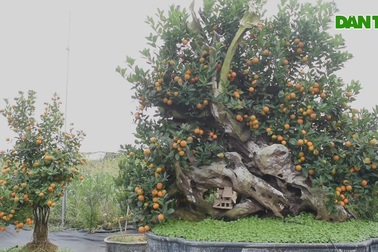 Độc đáo quất ghép gỗ lũa giá cả trăm triệu đồng ở Hà Nội