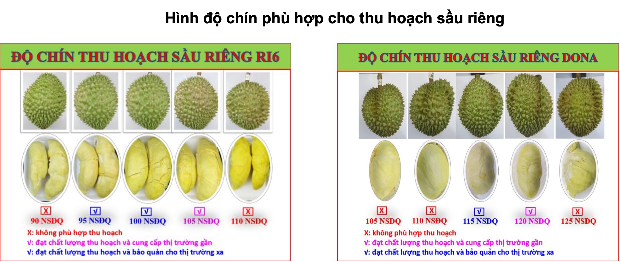 Cục Trồng trọt đề xuất 3 hạng phân loại sầu riêng - 2